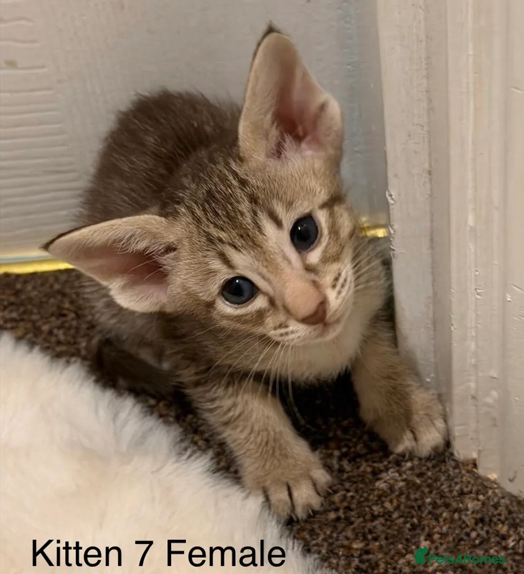 Oriental cats for sale: GCCF Oriental Kittens  in Stratford-upon-Avon - Advert 2