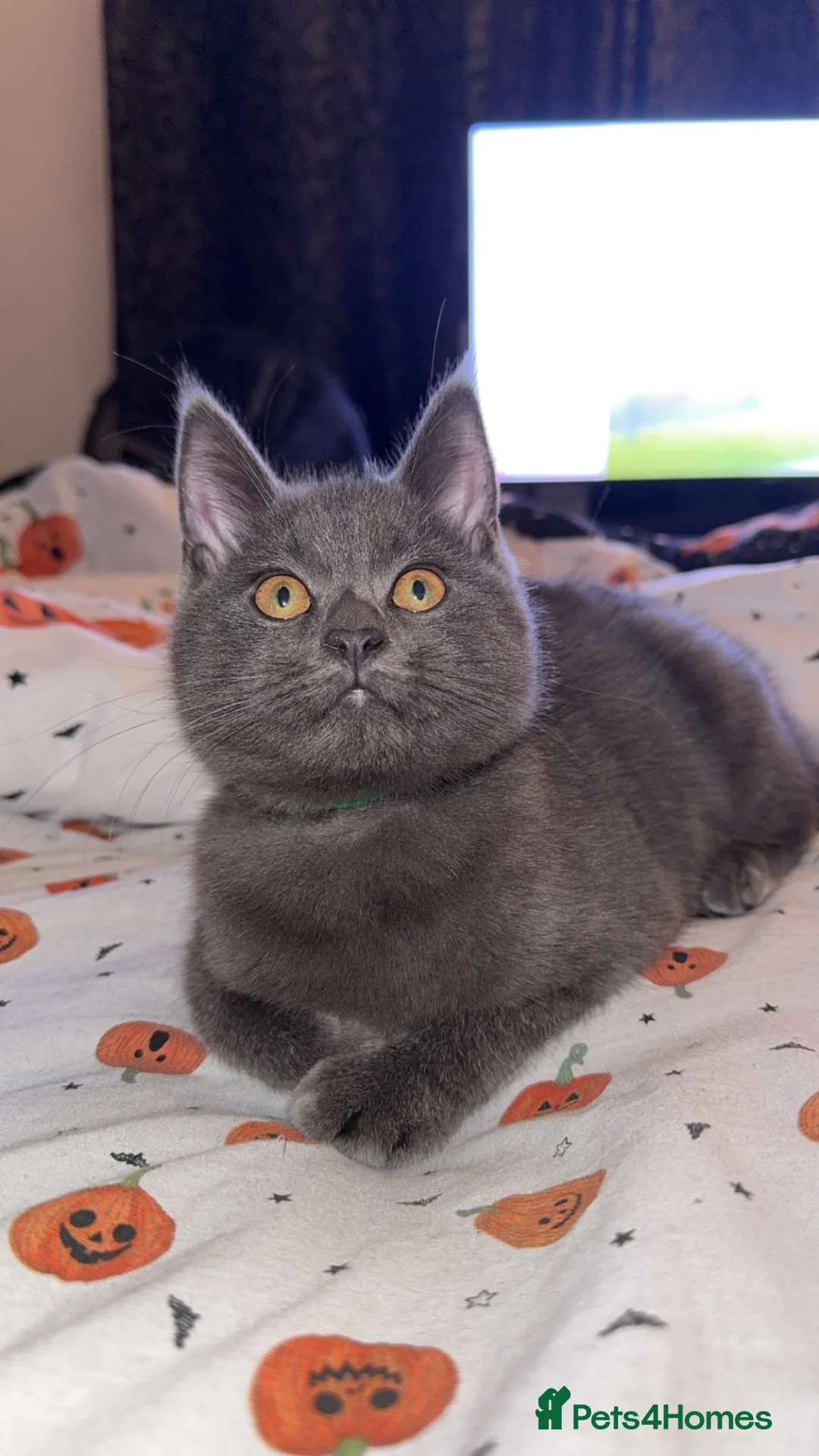 Mixed Breed cats for sale: Maine Coon x BSH boy  - Advert 1