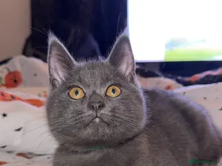 Mixed Breed cats Maine Coon x BSH boy - Advert 13