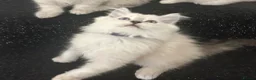 Ragdoll cats for sale: STUNNING RAGDOLL/PERSIAN KITTEN  in Nottingham - Advert 3