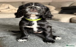 Cocker Spaniel dogs for sale: KC Registered Working Cocker Spaniel puppies - Image 2