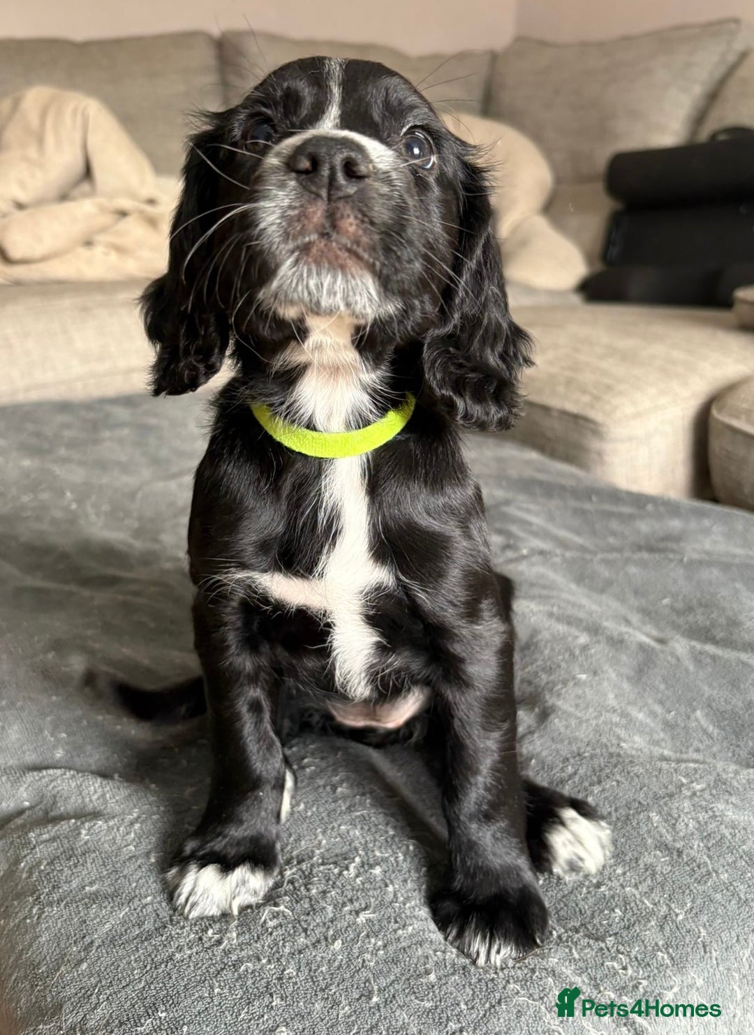 Cocker Spaniel dogs for sale: KC Registered Working Cocker Spaniel puppies - Image 2