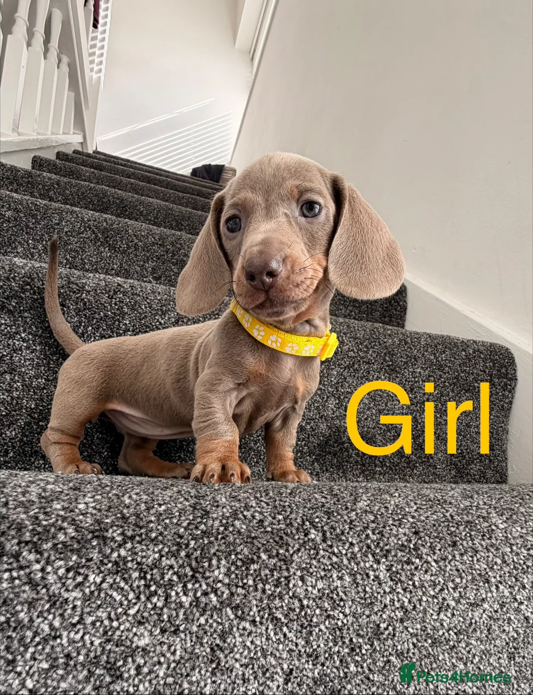 Miniature Dachshund dogs for sale: KC registered miniature dachshund  - Advert 2