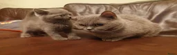 British Shorthair cats for sale: British shorthair female in Bristol - Advert 6