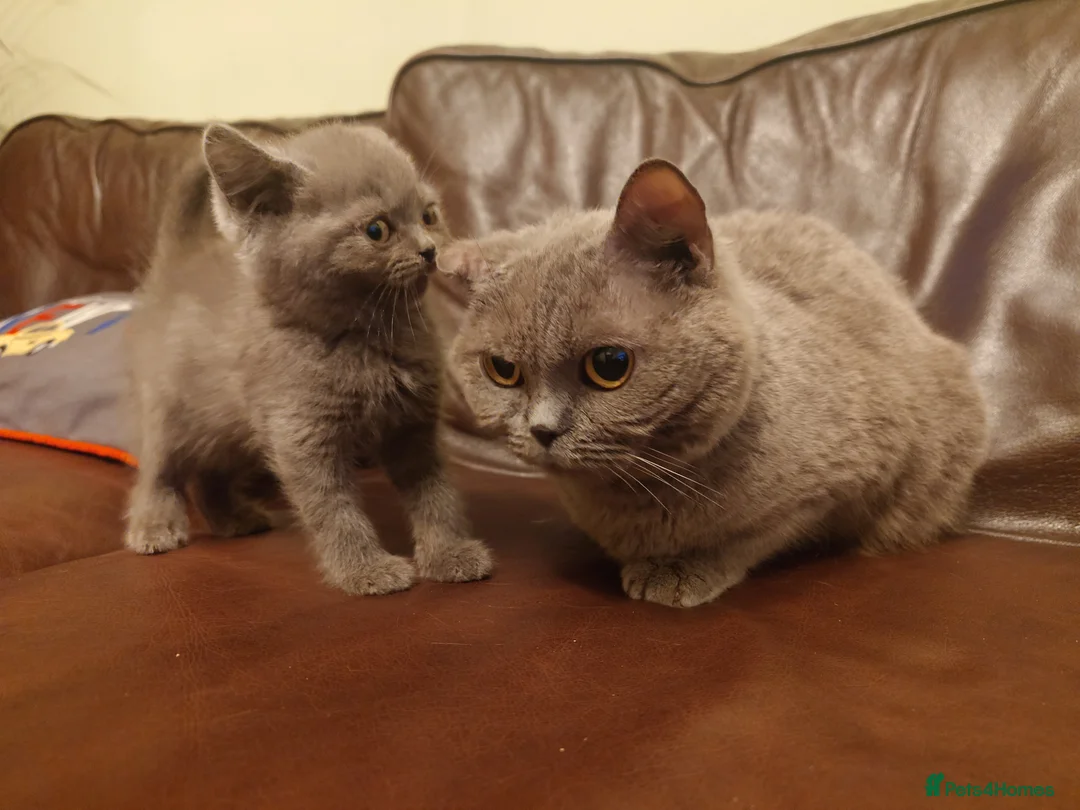 British Shorthair cats for sale: British shorthair female in Bristol - Advert 6