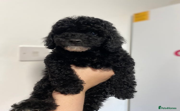 Cavapoo dogs - Advert 15