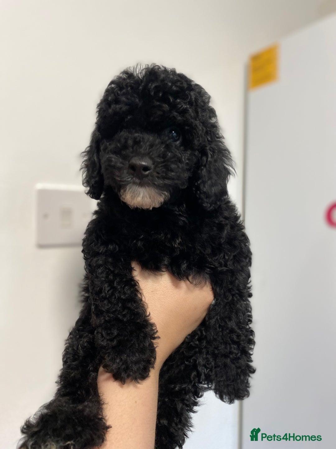 Cavapoo dogs for sale: 1 lonely girl still on the search for her home - Image 4