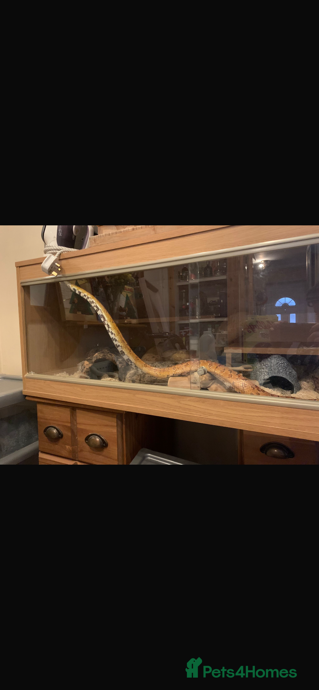 Corn Snake reptiles for sale: Lovely Corn Snake - Image 8