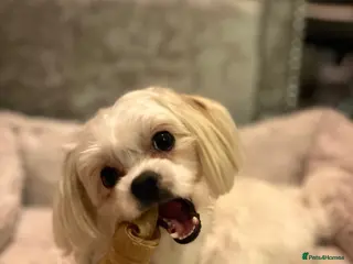Maltese dogs *Experienced Maltese Boy Looking for Stud!* - Advert 2