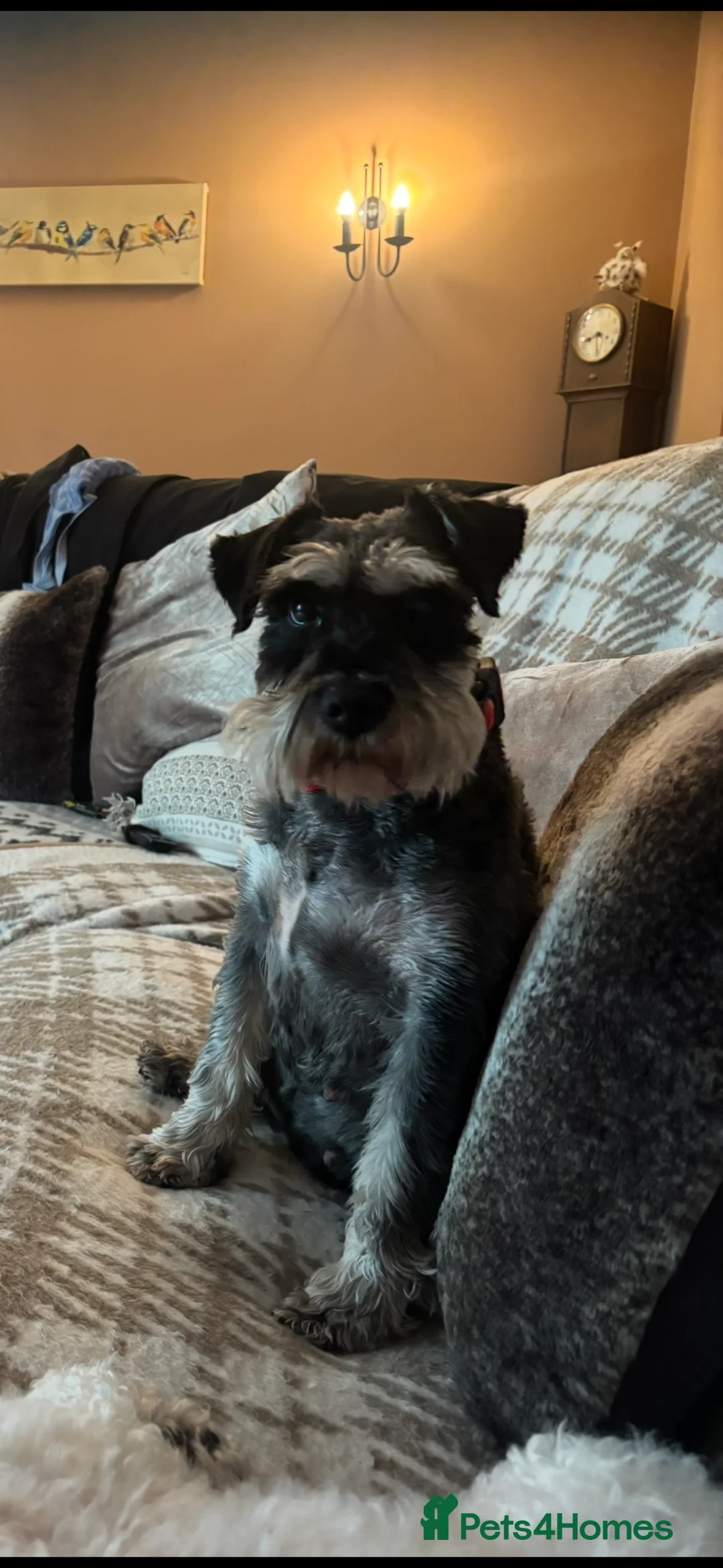 Miniature Schnauzer dogs for sale: Miniature Schnauzer Girl - Advert 1