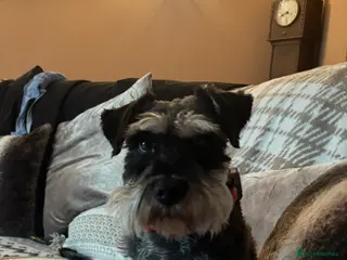 Miniature Schnauzer dogs Miniature Schnauzer Girl - Advert 17