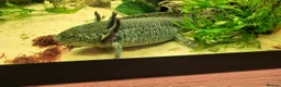 Axolotl reptiles for sale: Axolotls - 2 males and full tank set up in Kilmarnock - Advert 19
