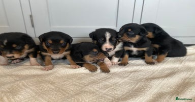 Mixed Breed dogs 🐶 Huntaway x Border Collie Puppies 🐶  - Advert 5