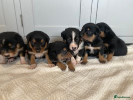 Mixed Breed dogs 🐶 Huntaway x Border Collie Puppies 🐶 - Advert 5