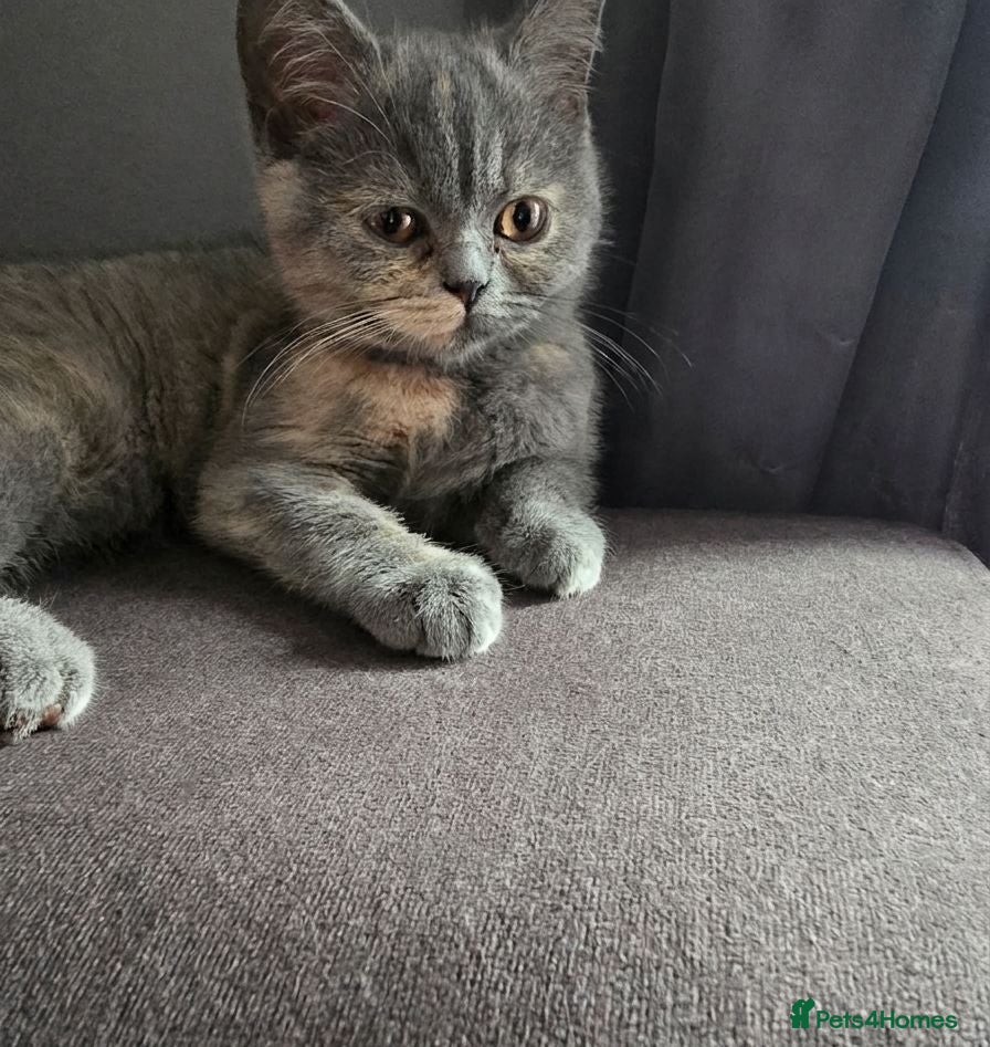 British Shorthair cats READY TO LEAVE .Last girl looking forever home 🏡  - Advert 1