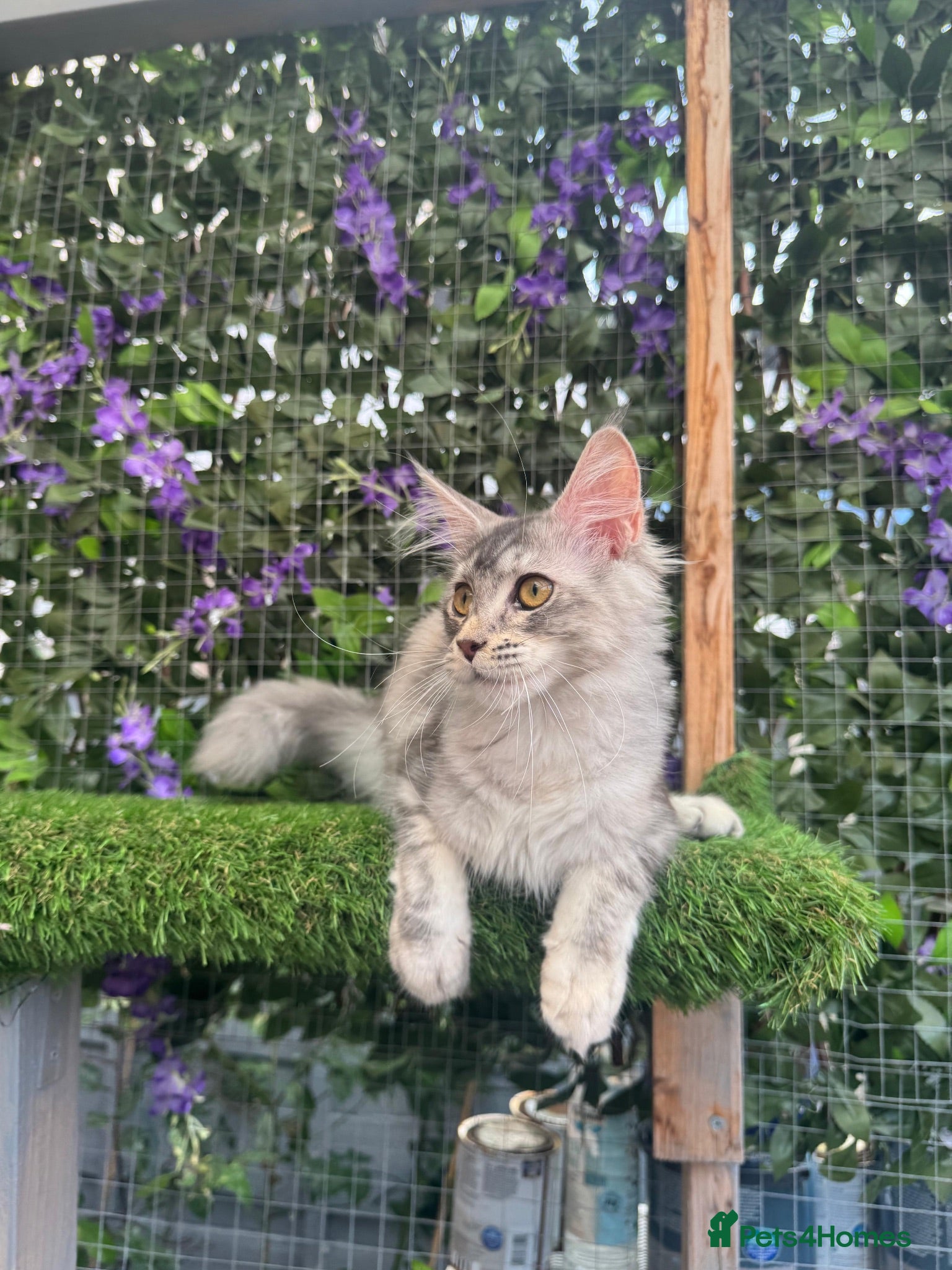 Maine Coon cats Beautiful TICA Registered Maine Coon ACTIVE - Advert 1