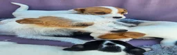 Jack Russell dogs for sale: Jack Russell puppies 🐶  - Advert 19