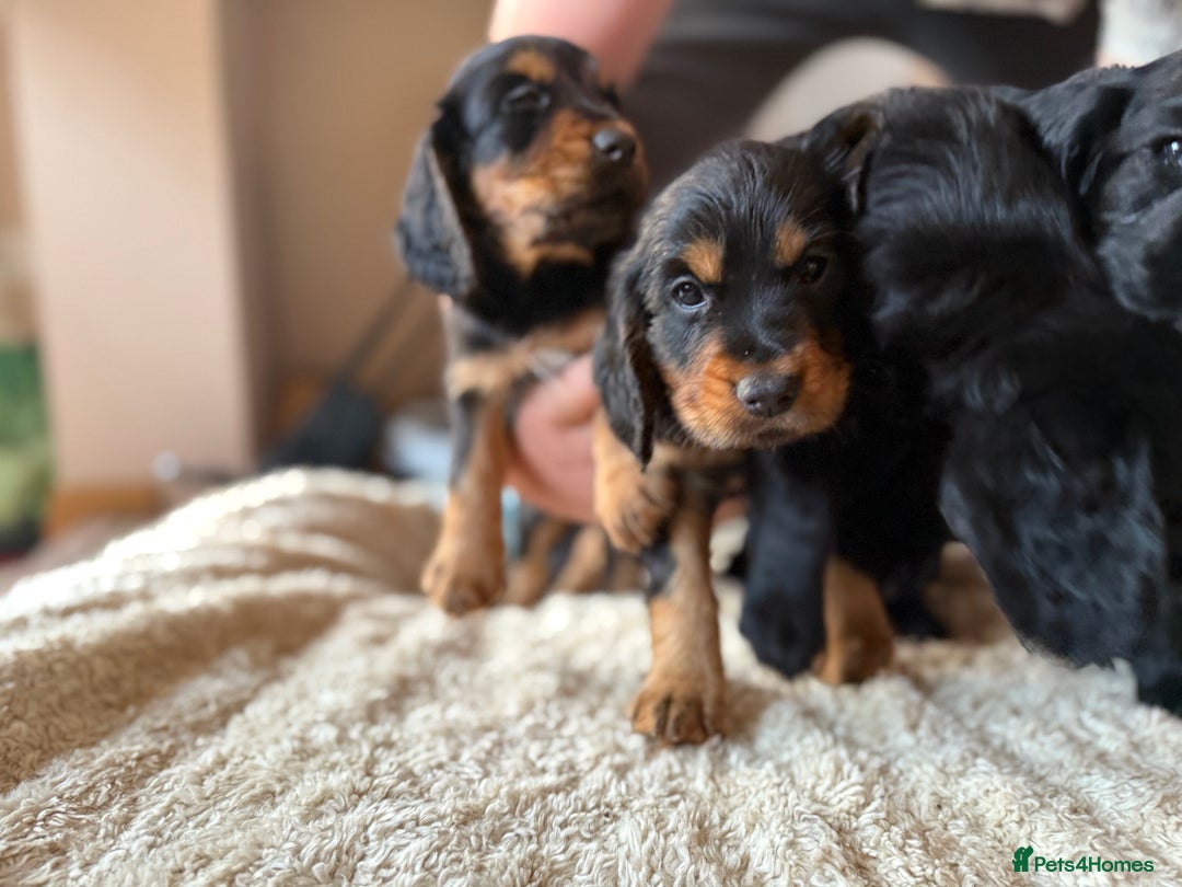 Cocker Spaniel dogs for sale: Working cocker spaniels  - Image 19