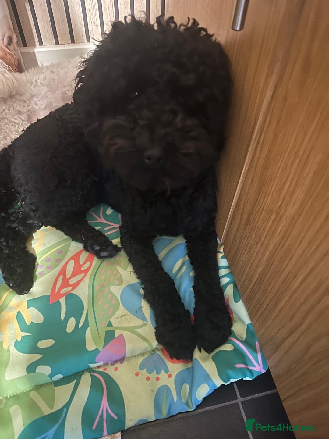 Cockapoo dogs for sale: 1 Year old F1B Cockapoo  - Advert 2