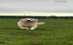 Golden Retriever dogs for stud: KC English CREAM retriever STUD…. - Advert 14