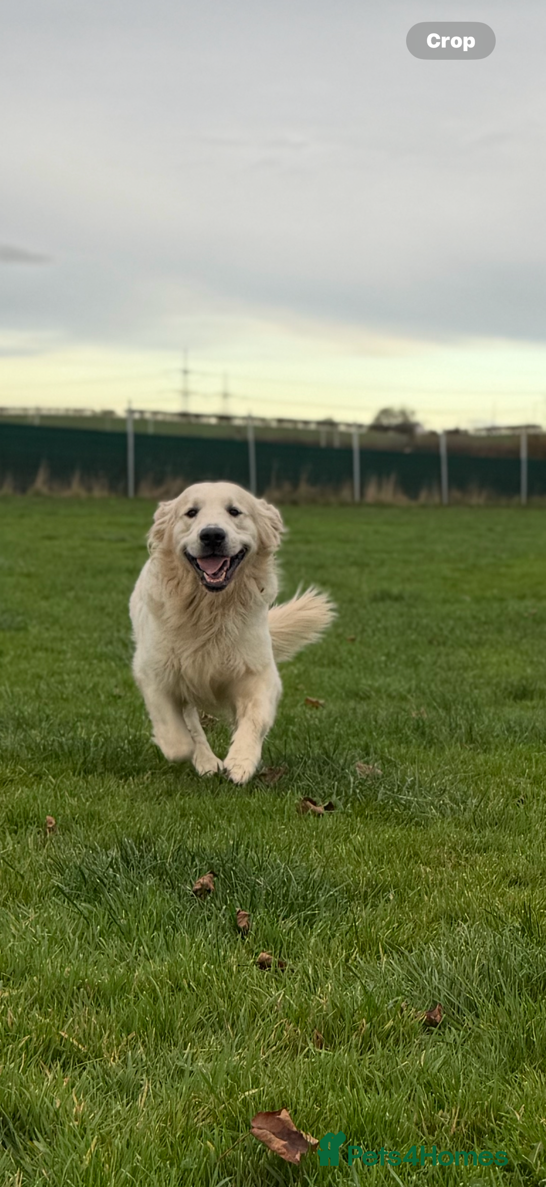 Golden Retriever dogs for stud: KC English CREAM retriever STUD…. - Advert 14