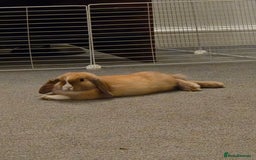 Mini Lop rabbits for sale: Gorgeous loving baby mini lop - Image 4