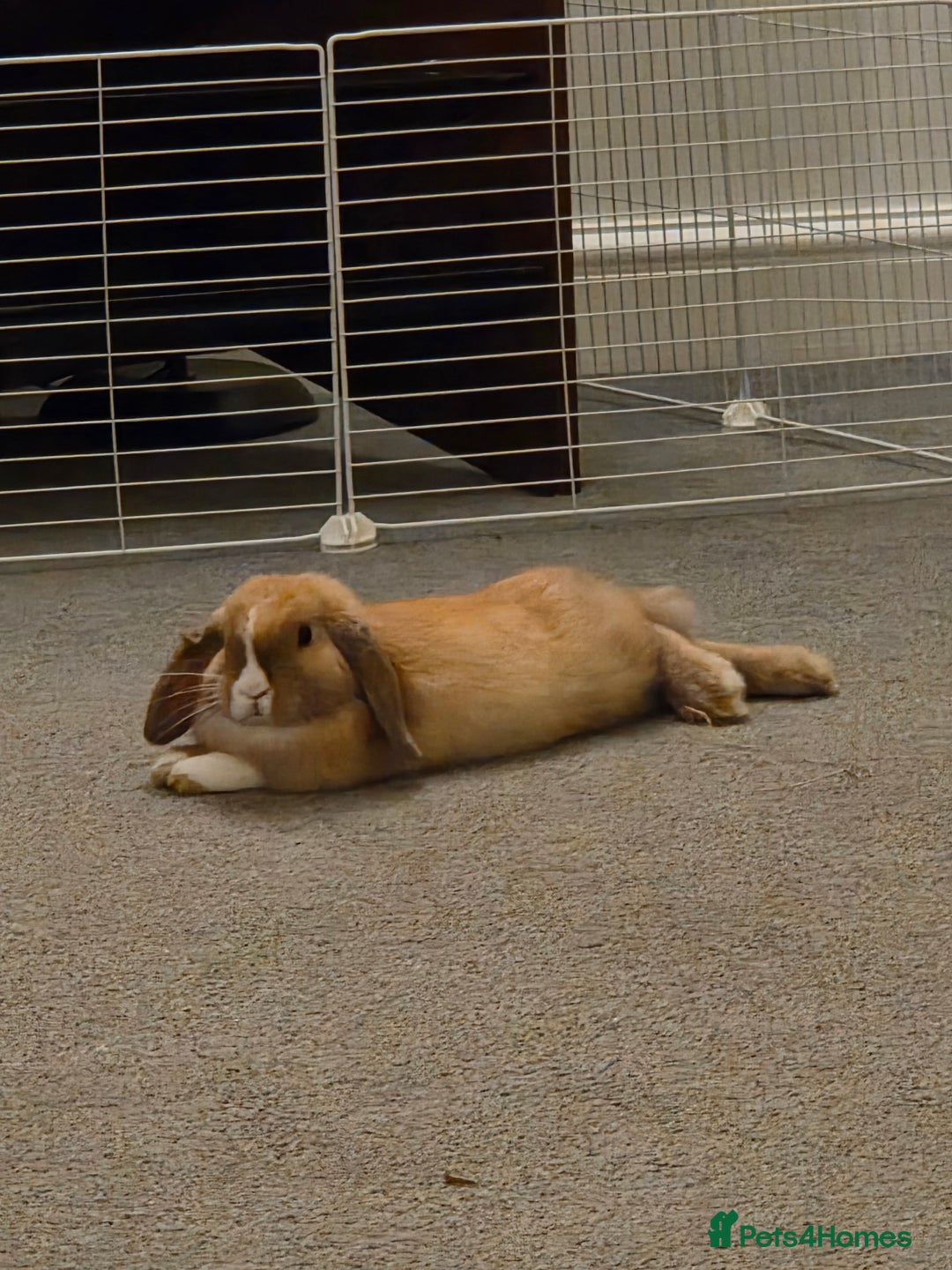 Mini Lop rabbits for sale: Gorgeous loving baby mini lop - Image 4