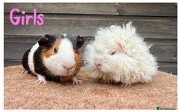 Guinea Pig rodents for sale: Lunkarya,Cream,Agouti,Tan (please see description) - Image 5
