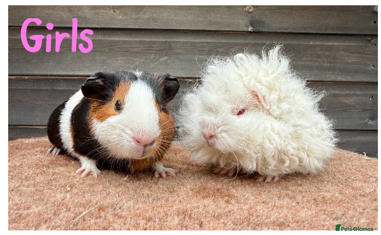Guinea Pig rodents - Advert 16