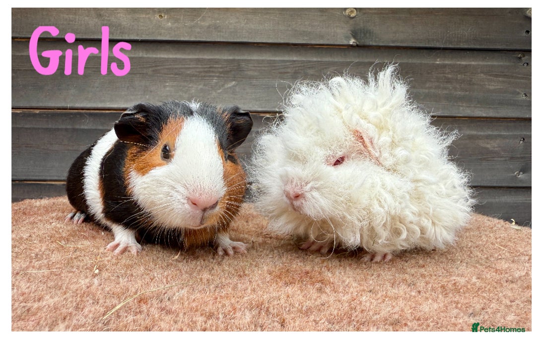 Guinea Pig rodents for sale: Lunkarya,Cream,Agouti,Tan (please see description) - Image 5