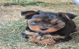 Yorkshire Terrier dogs for sale: Yorkshire Terrier teacup puppies  - Image 8