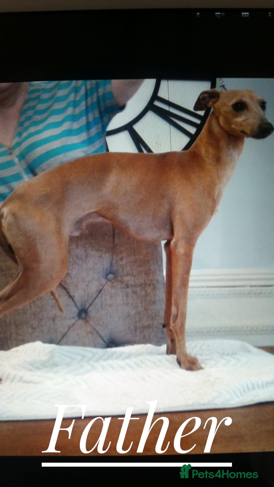 Italian Greyhound dogs Stunning kc Italian greyhounds  - Advert 2