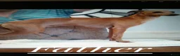 Italian Greyhound dogs for sale: Stunning kc Italian greyhounds  - Advert 2