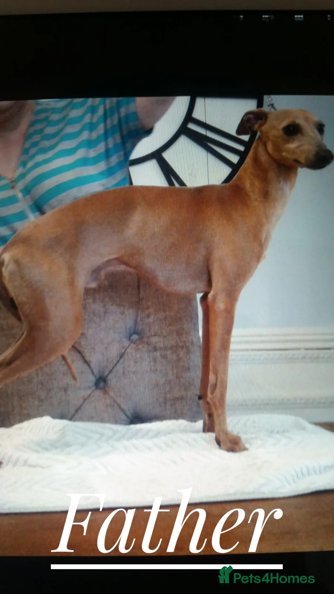 Italian Greyhound dogs for sale: Stunning kc Italian greyhounds  - Advert 2