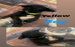 Mixed Breed dogs for sale: Mastiff collies  - Image 13