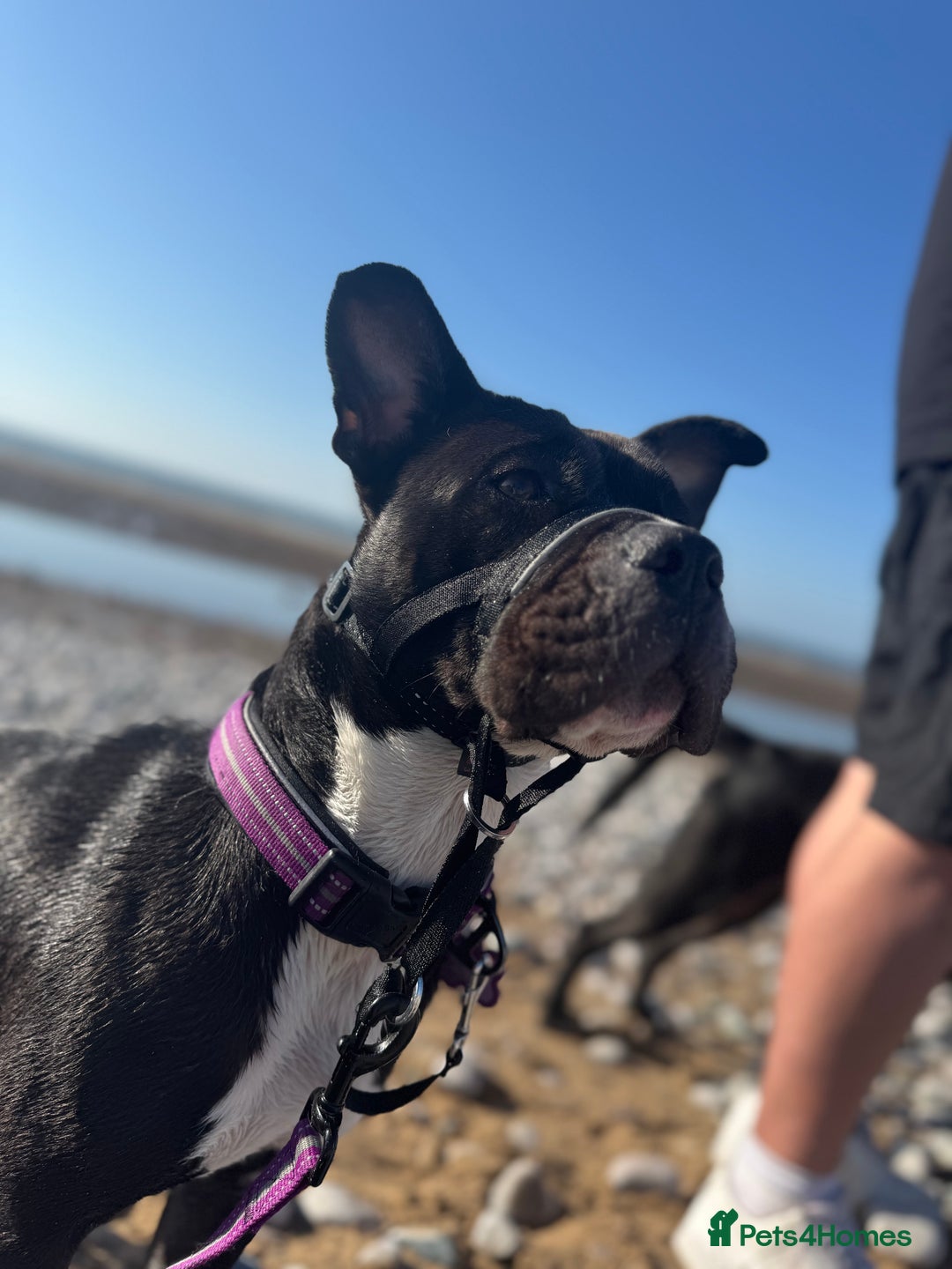 Mixed Breed dogs for sale: Poppy - Image 8