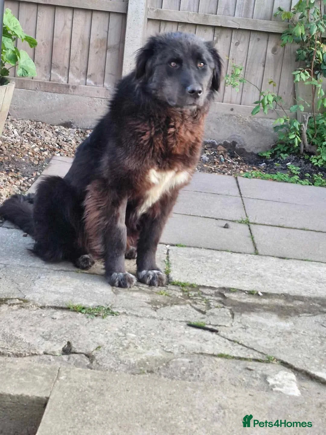 Mixed Breed dogs for adoption: Meet Bryony, currently residing in Kent in Maidstone - Advert 4