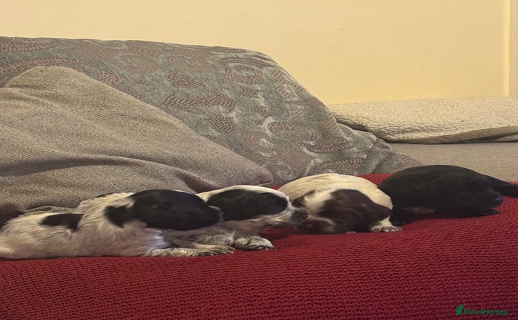 Cocker Spaniel dogs - Advert 6