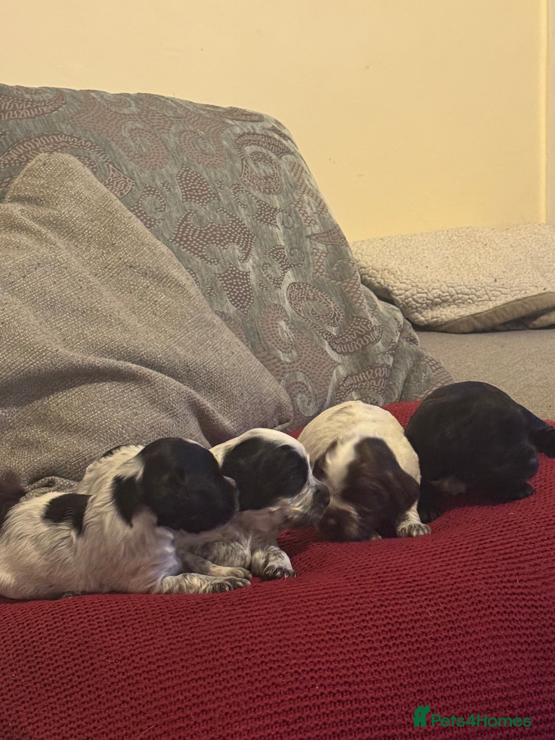 Cocker Spaniel dogs for sale: Gorgeous cocker spaniel puppies  - Image 1