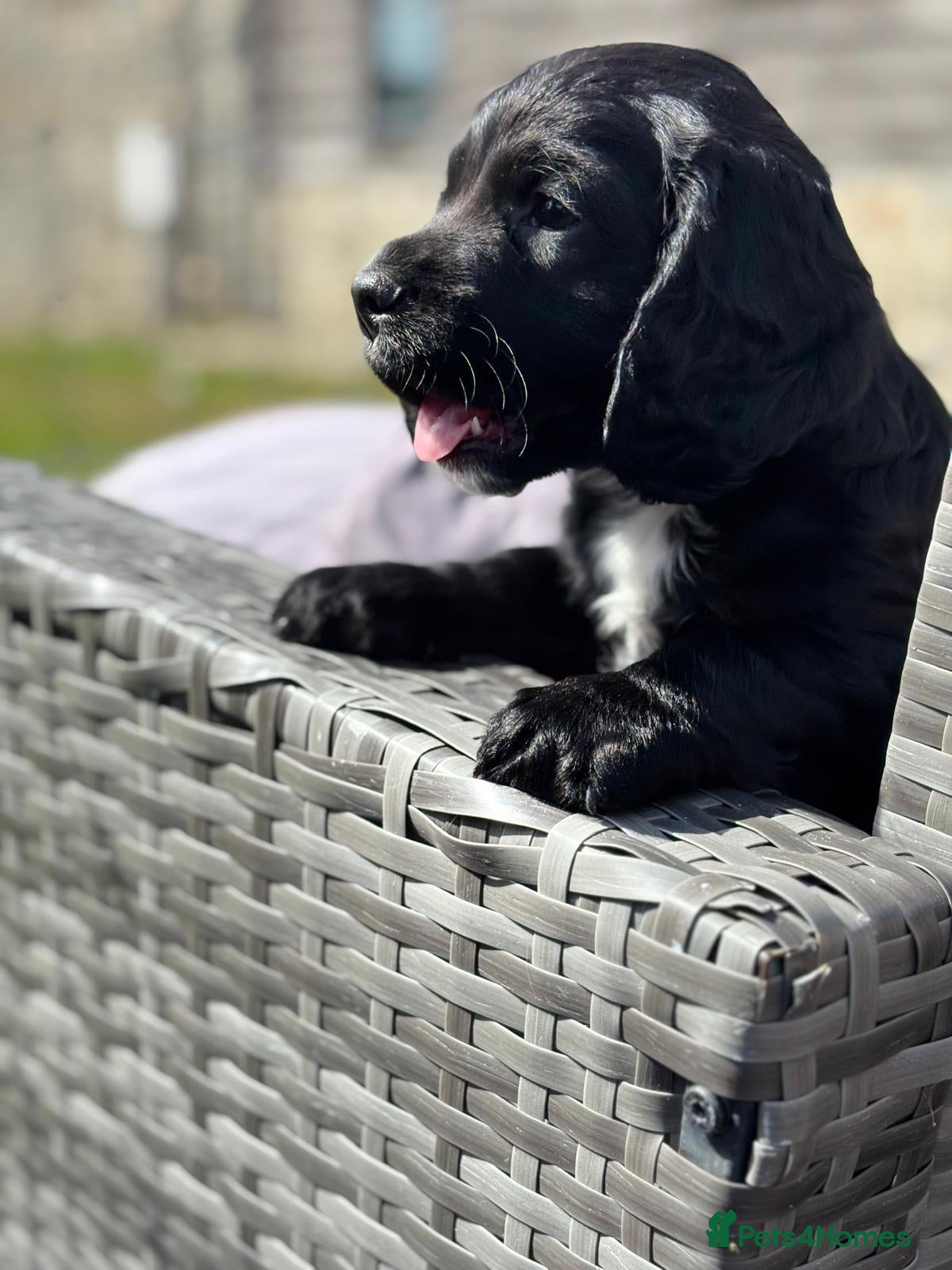Cocker Spaniel dogs Kc reg working cocker boy puppy dna clear - Advert 1