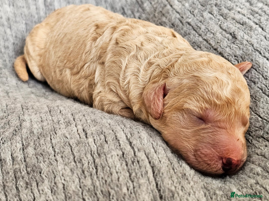 Goldendoodle dogs for sale: Exceptional Medium Goldendoodle pups for sale - Advert 15