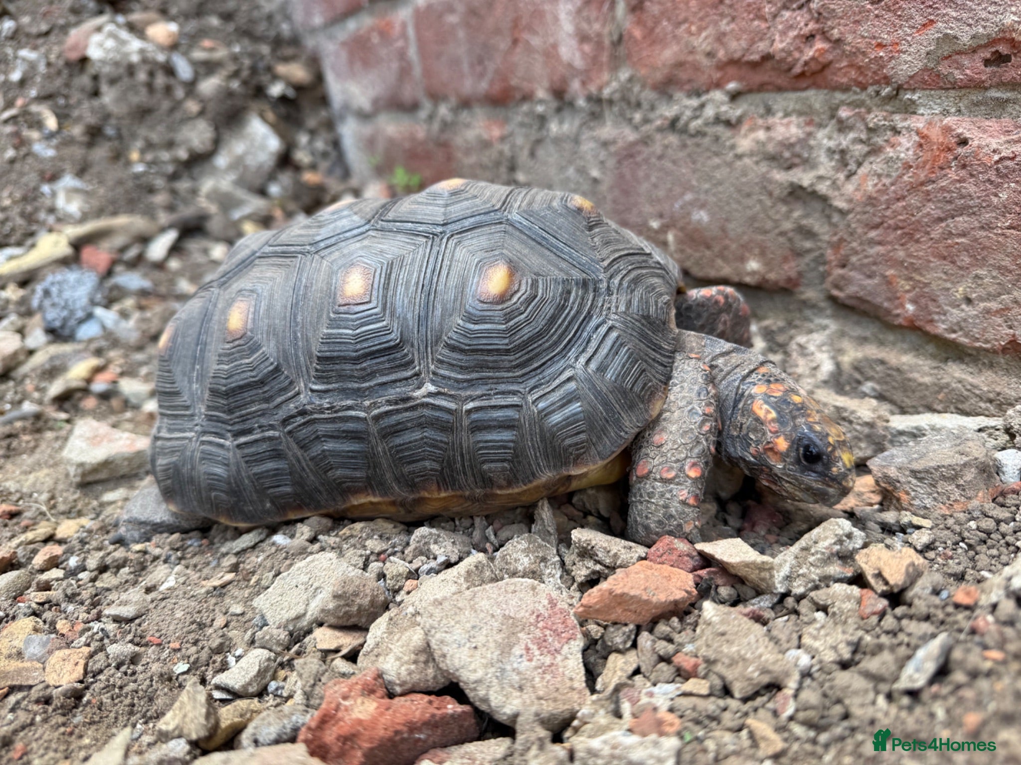 Tortoise reptiles Female Redfoot tortoise - Advert 1