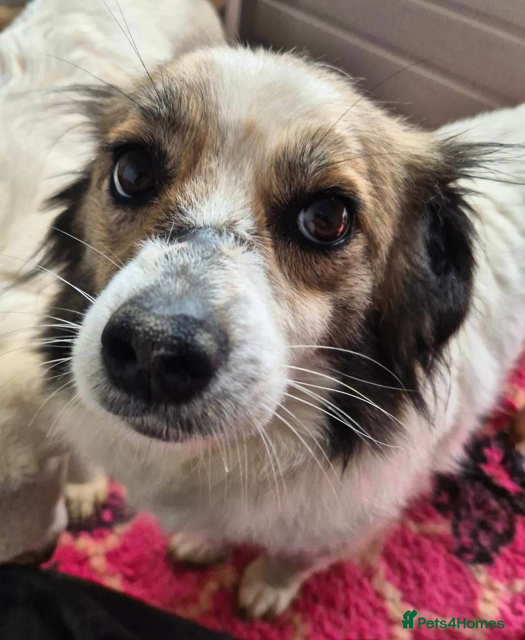 Mixed Breed dogs Sweetie Pie - In Ayr Looking for a home  - Advert 3