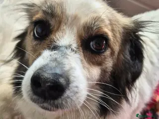 Mixed Breed dogs Sweetie Pie - In Ayr Looking for a home - Advert 3