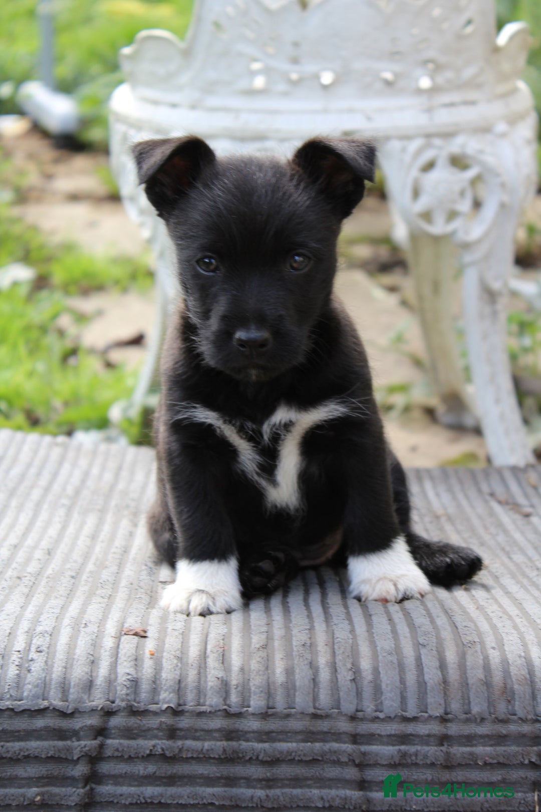 Mixed Breed dogs for sale: Gorgeous CairnJacks - Image 7