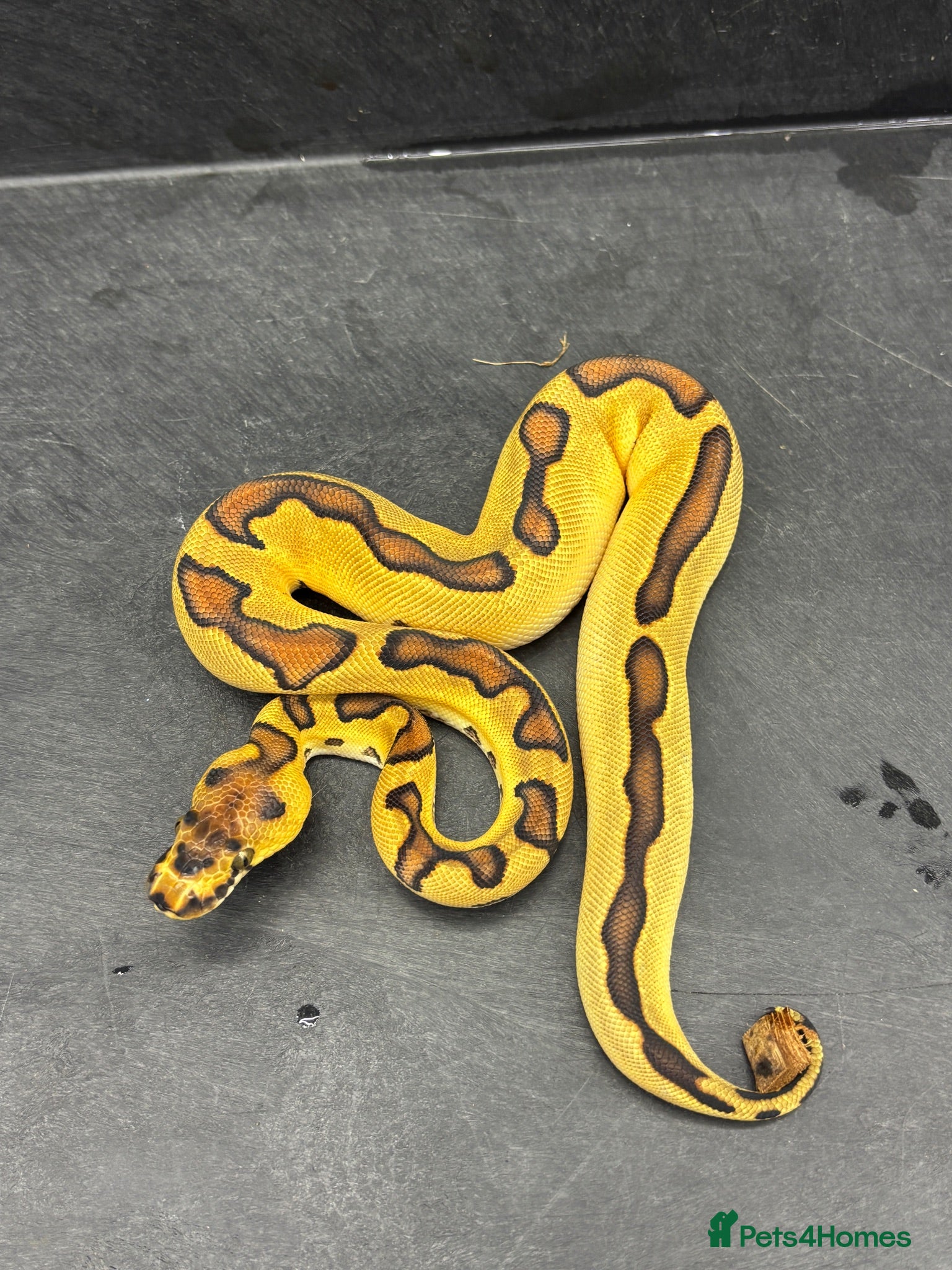 Python Snake reptiles Ball pythons  - Advert 1