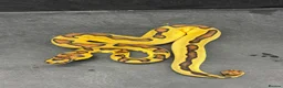 Python Snake reptiles for sale: Ball pythons  in Felixstowe - Advert 1