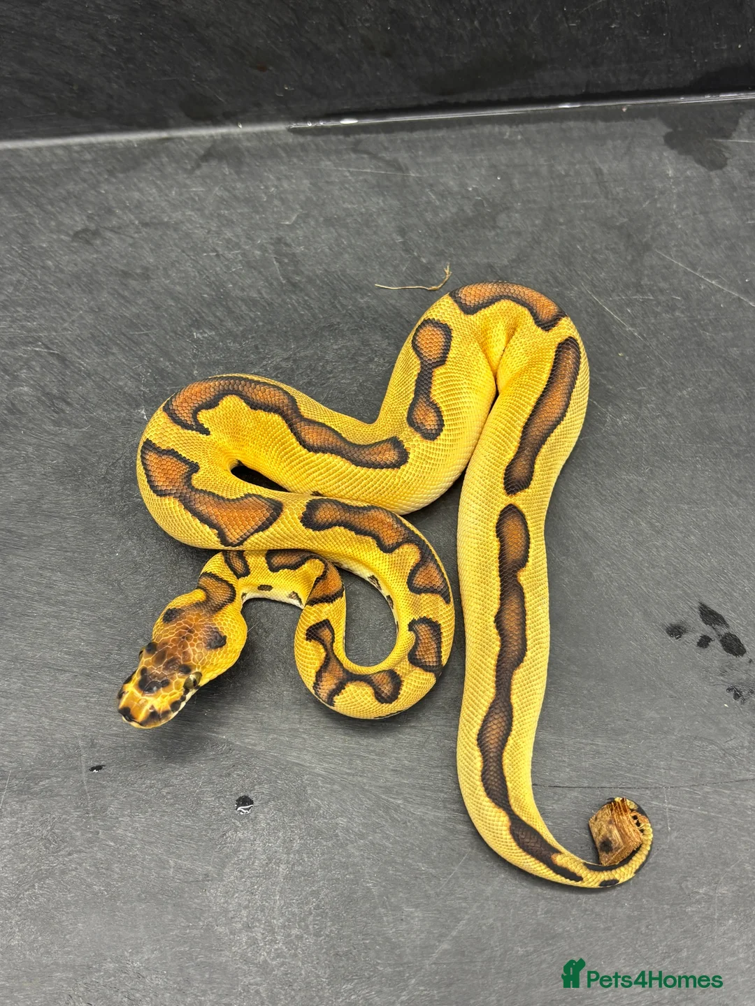 Python Snake reptiles for sale: Ball pythons  in Felixstowe - Advert 1