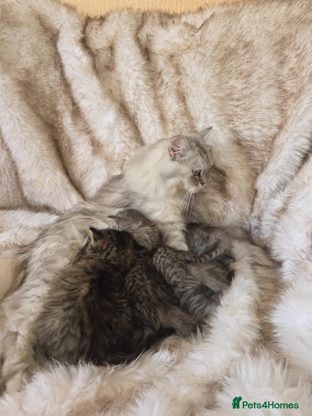 Persian cats for sale: Persian kittens  in Worksop - Advert 2