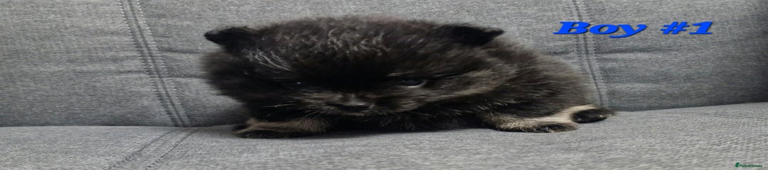 Pomeranian Puppy 3